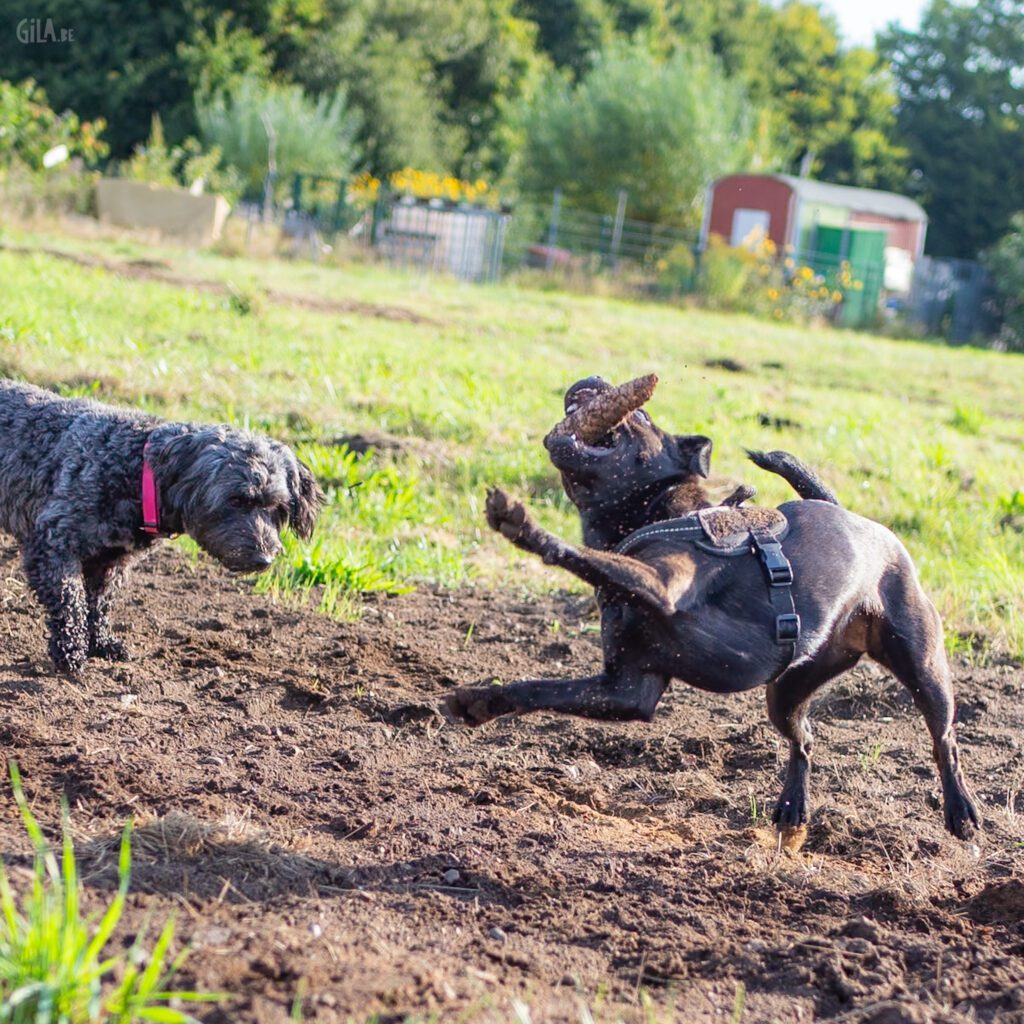 Dogs