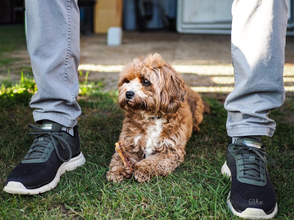 Dogs