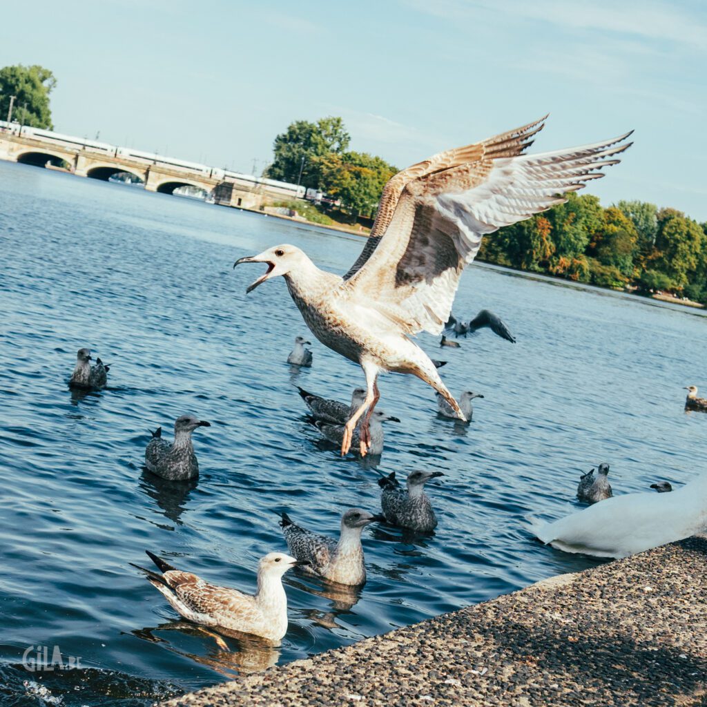 Hamburg Gulls