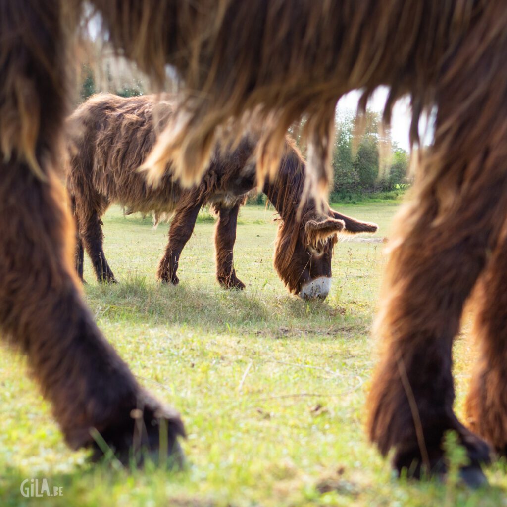 Poitou Donkey